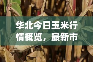 华北今日玉米行情概览，最新市场动态与走势分析