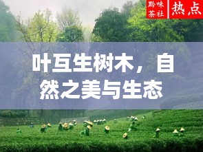 叶互生树木，自然之美与生态和谐的独特象征