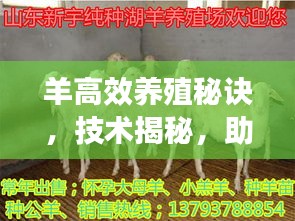 羊高效养殖秘诀，技术揭秘，助力养殖事业腾飞！