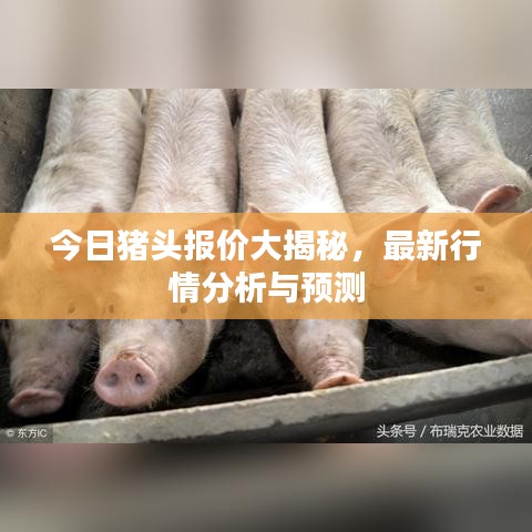 今日猪头报价大揭秘，最新行情分析与预测