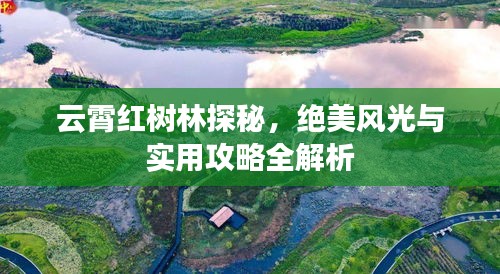 云霄红树林探秘，绝美风光与实用攻略全解析