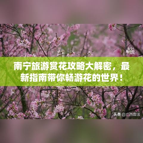南宁旅游赏花攻略大解密，最新指南带你畅游花的世界！