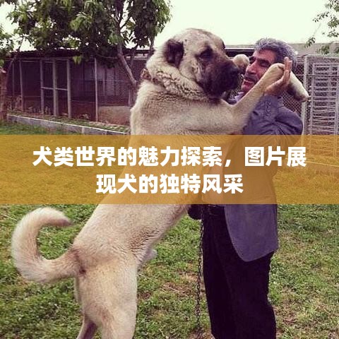 犬类世界的魅力探索，图片展现犬的独特风采