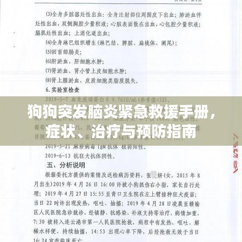 狗狗突发脑炎紧急救援手册，症状、治疗与预防指南