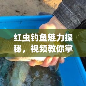 红虫钓鱼魅力探秘，视频教你掌握钓鱼技巧速成秘籍