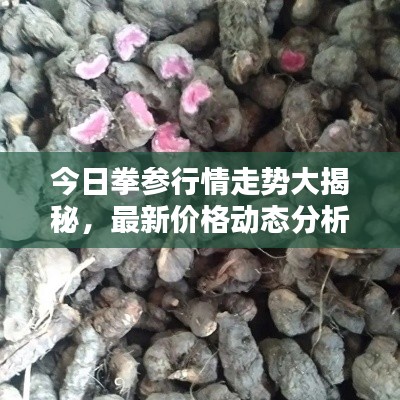 今日拳参行情走势大揭秘，最新价格动态分析！
