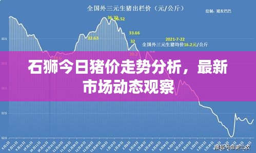 石狮今日猪价走势分析，最新市场动态观察