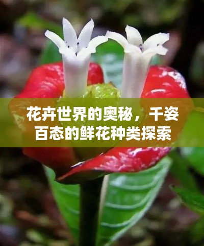 花卉世界的奥秘，千姿百态的鲜花种类探索