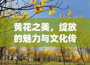 黄花之美，绽放的魅力与文化传承的力量