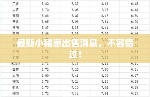 最新小猪崽出售消息，不容错过！