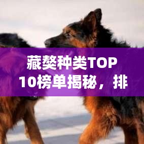 藏獒种类TOP10榜单揭秘，排名前十的藏獒品种盘点