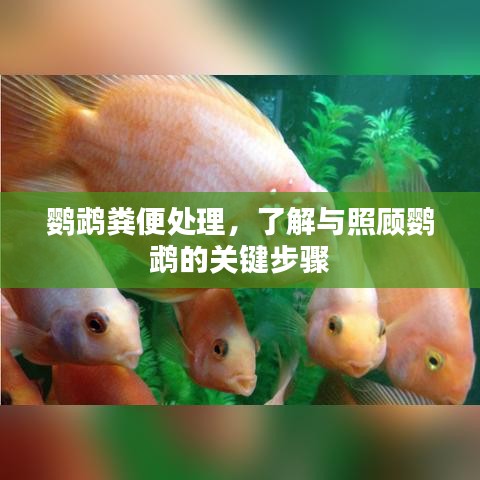 鹦鹉粪便处理，了解与照顾鹦鹉的关键步骤
