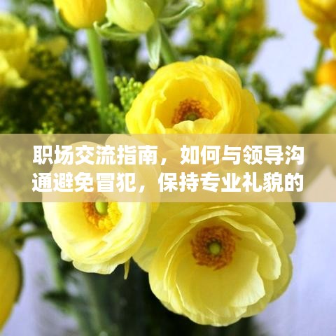 职场交流指南，如何与领导沟通避免冒犯，保持专业礼貌的表达方式