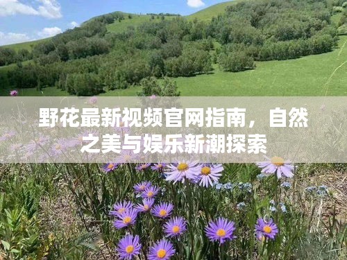 野花最新视频官网指南，自然之美与娱乐新潮探索