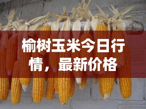 榆树玉米今日行情，最新价格一览