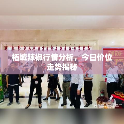 柘城辣椒行情分析，今日价位走势揭秘