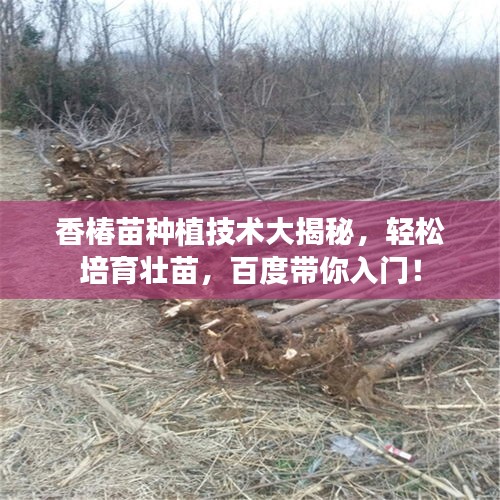 香椿苗种植技术大揭秘，轻松培育壮苗，百度带你入门！