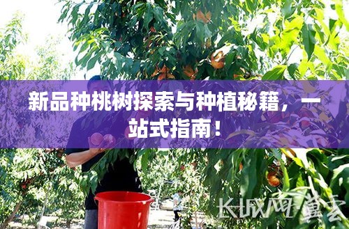 风流儒雅