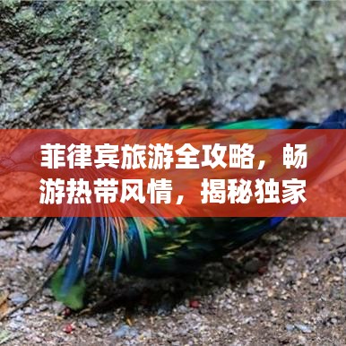 菲律宾旅游全攻略，畅游热带风情，揭秘独家旅行秘籍！