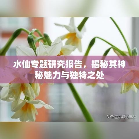 水仙专题研究报告，揭秘其神秘魅力与独特之处