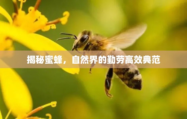 落土飞岩