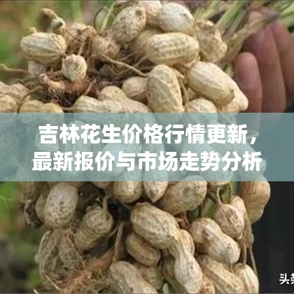吉林花生价格行情更新，最新报价与市场走势分析
