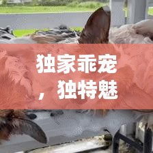 独家乖宠，独特魅力揭秘！